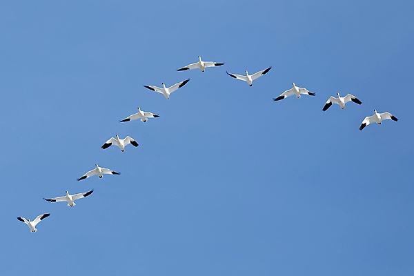 포토 JPG 해외이미지 동물 야생동물 이동 겨울 자연 조류 하늘 사람없음 야외 파란색 흰색 그룹 우아함 북극 거위 물새 철새 해외202004 해외포토 계절 컬러 컨셉 극지방 생태계 파일형식 이미지허브