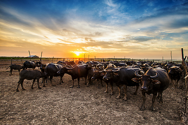 포토 JPG 해외이미지 나무 동물 구름 공원 실루엣 야생동물 여행 백그라운드 오렌지 포유류 아프리카 태국 자연 하늘 밥 풍경 사람없음 초록색 검은색 일몰 군중 케냐 마사이족 전국 해외202004 해외포토 자연요소 식물 공공시설 나라 아시아 음식 컬러 과일 촬영기법 사람 노을 생태계 파일형식 이미지허브
