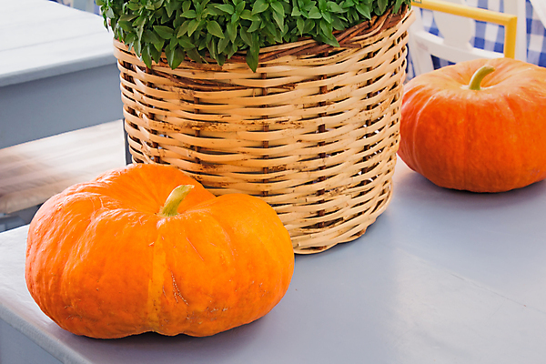 포토 JPG 해외이미지 식물 디자인 계절 음식 백그라운드 잎 농업 채소 오렌지 자연 탁자 호박 휴가 새로움 건강 사람없음 야외 장식 초록색 농작물 컬러풀 농장 바구니 가을 시골 큼 심볼 오브젝트 유기농 감사 10월 내추럴 숙성 정물화 해외202004 해외포토 웰빙 감정 산업 컬러 가구 컨셉 과일 날짜 크기 그림 생태계 파일형식 이미지허브