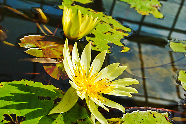 포토 JPG 해외이미지 식물 계절 공원 꽃잎 꽃 아시아 호수 분홍색 백그라운드 잎 꽃무늬 자연 휴식 사람없음 야외 초록색 물 파란색 빛 반사 노란색 환경 정원 검은색 침묵 벚꽃 흰색 연못 신용카드 개화 명상 싱글 장면 내추럴 고립 해외202004 해외포토 자연요소 공공시설 나라 컬러 컨셉 무늬 금융 소리 생태계 파일형식 이미지허브