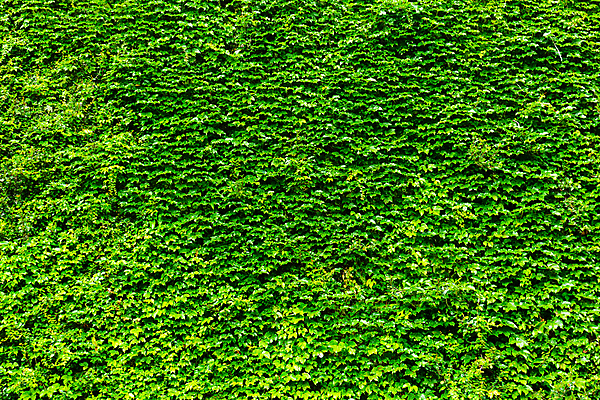 포토 JPG 해외이미지 식물 외관 벽 백그라운드 자연 사람없음 초록색 포도나무 아이비 내추럴 해외202004 해외포토 컬러 과일나무 생태계 파일형식 이미지허브