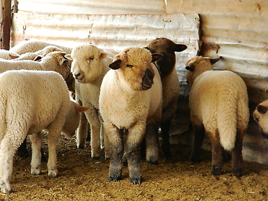 포토 JPG 해외이미지 주간 새끼 여러마리 사람없음 야외 목장 양 양목장 해외202004 해외포토 자연요소 동물 다수 포유류 파일형식 이미지허브