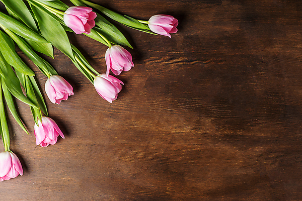 포토 JPG 해외이미지 식물 계절 꽃 행복 백그라운드 꽃무늬 휴가 사람없음 목재 가로 귀여움 축제 봄 튤립 벚꽃 인사 개화 우아함 카피스페이스 해외202004 해외포토 나무 감정 컨셉 무늬 재료 공백 예절 파일형식 이미지허브