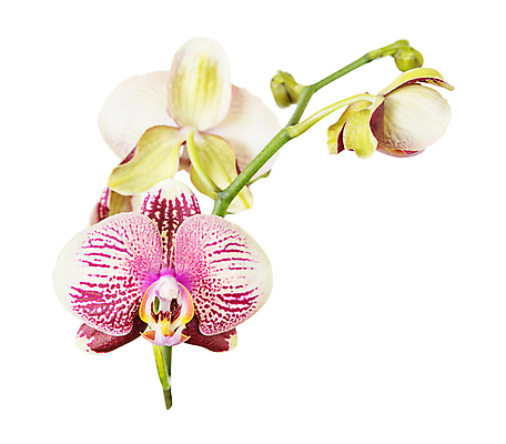 포토 JPG 해외이미지 식물 꽃잎 꽃 줄기 분홍색 결혼 자연 매달리기 사람없음 머리 봄 줄무늬 흰색 나뭇가지 축하 신선 난초 우아함 자르기 호접란 고립 이국적 세련 해외202004 해외포토 나무 계절 컬러 컨셉 무늬 모션 이벤트 신체부위 생태계 파일형식 이미지허브