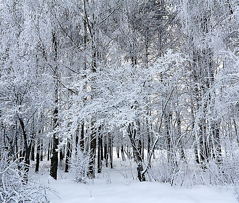 포토 JPG 해외이미지 나무 크리스마스 겨울 자연 날씨 풍경 사람없음 야외 파란색 냉동 얼음 침묵 흰색 나뭇가지 시골 고독 숲 12월 서리 지역 침엽수 멀리 겨울풍경 해외202004 해외포토 자연요소 식물 계절 기념일 감정 컬러 소리 날짜 생태계 파일형식 이미지허브