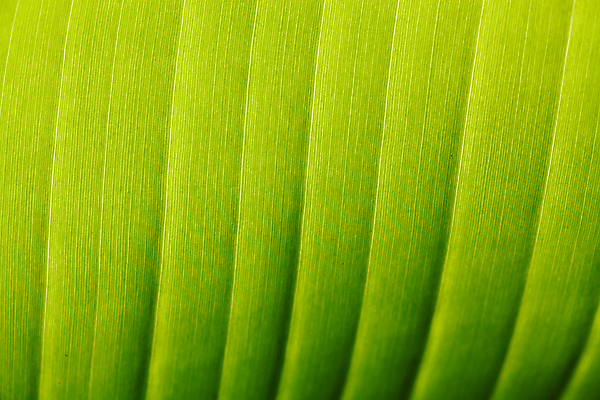 포토 JPG 해외이미지 나무 식물 줄기 백그라운드 잎 꽃무늬 패턴 자연 추상 사람없음 초록색 여름 빛 환경 정원 봄 활발 성장 가을 투명 칼날 순수 유기농 원예 질감 생물학 지역 정맥 내추럴 진행 개발 광합성 해외202004 해외포토 웰빙 계절 교육 꽃 컬러 컨셉 무늬 취미 생태계 혈관 파일형식 이미지허브