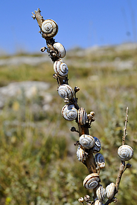 포토 JPG 해외이미지 식물 동물 백그라운드 잎 밭 가족 자연 하늘 생물 건조 사람없음 야외 여름 햇빛 태양 환경 정원 성장 아기 신선 막대기 달팽이 줄서기 해외202004 해외포토 자연요소 계절 농업 관계 모션 연체동물 사람 생태계 파일형식 이미지허브