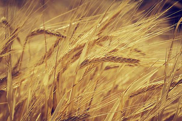 포토 JPG 해외이미지 식물 계절 음식 빵 줄기 백그라운드 밭 농업 자연 건조 건강 옥수수 씨앗 풍경 사람없음 야외 여름 농작물 햇빛 농장 농경지 노란색 환경 수확 성장 시골 황금 낟알 땅 시리얼 밀 묘사 보리 귀 추수감사절 밀짚 내추럴 밭일 숙성 호밀 해외202004 해외포토 산업 기독교 컬러 곡류 신체부위 태양 짚 생태계 파일형식 이미지허브