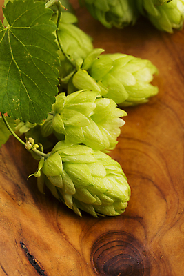 포토 JPG 해외이미지 잎 실내 사람없음 여러개 나무배경 해외202004 홉 해외포토 식물 다수 백그라운드 내부 파일형식 이미지허브