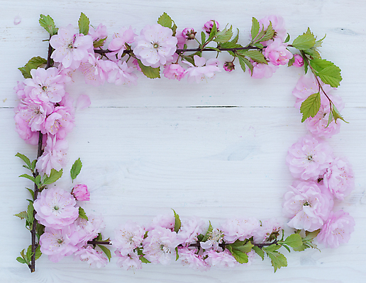 포토 JPG 해외이미지 식물 디자인 꽃잎 꽃 줄기 분홍색 꽃다발 백그라운드 꽃무늬 패턴 일러스트 자연 프레임 미술 사람없음 장식 초록색 여름 장미 봄 공백 수확 벚꽃 흰색 나뭇가지 인사 신선 신용카드 화려 개화 다발 복고 초대 뼈대 내추럴 엘리먼트 해외202004 해외포토 나무 계절 컬러 컨셉 무늬 농업 문화예술 금융 예절 생태계 파일형식 이미지허브