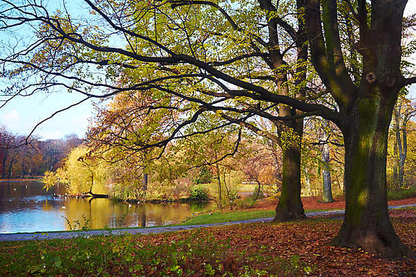 포토 JPG 해외이미지 나무 식물 계절 공원 길 단풍 잎 오렌지 자연 따뜻함 풍경 사람없음 야외 목재 빨간색 초록색 빛 햇빛 갈색 노란색 평화 환경 맑음 침묵 활발 가을 나뭇가지 시골 신선 황금 숲 신비 땅 장면 10월 내추럴 해외202004 해외포토 공공시설 컬러 컨셉 과일 재료 날씨 태양 소리 날짜 생태계 파일형식 이미지허브