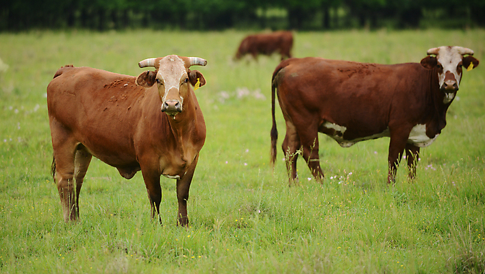 포토 JPG 해외이미지 동물 밭 농업 포유류 자연 풍경 사람없음 초록색 여름 농장 농경지 맑음 목장 소고기 시골 그룹 소 군중 숲 방목 땅 먹기 밭일 목가 해외202004 해외포토 계절 산업 컬러 모션 날씨 육류 사람 축산업 생태계 파일형식 이미지허브
