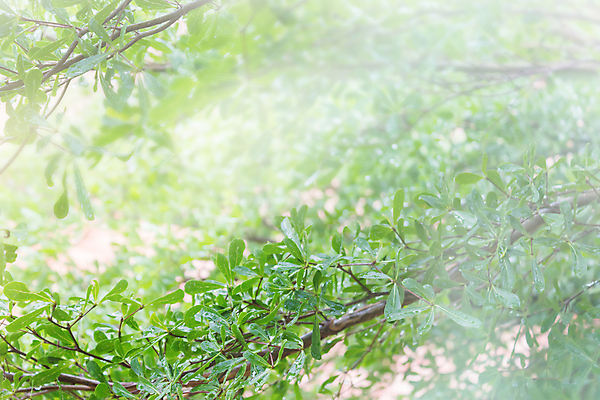 포토 JPG 해외이미지 나무 계절 백그라운드 잎 자연 사람없음 초록색 물 빛 태양 우주 환경 안개 나뭇가지 신선 떨어짐 부드러움 지역 그리너리 해외202004 해외포토 자연요소 식물 컬러 컨셉 날씨 감각 생태계 파일형식 트랜드컬러 이미지허브