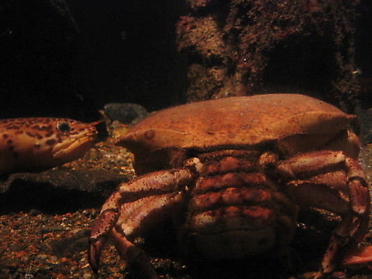 포토 JPG 해외이미지 바다 자연 유리 노르웨이 어류 사람 사람없음 빨간색 물 파란색 반사 수영 게 흰색 장어 쇼 수족관 해외202004 해외포토 자연요소 유럽 컬러 재질 갑각류 수중동물 수상스포츠 생태계 파일형식 이미지허브