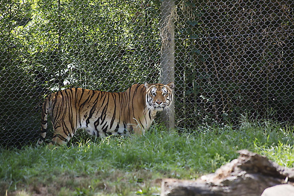 포토 JPG 해외이미지 동물 시선 여유 야생동물 백그라운드 패턴 신체 오렌지 포유류 자연 털 사람없음 야외 검은색 고양이 줄무늬 활발 마시기 표현 호랑이 황무지 보호 위험 큼 사파리 육식동물 부드러움 사냥꾼 멸종 표범 노려봄 공격적 대칭 웅장함 해외202004 해외포토 직업 감정 컬러 컨셉 무늬 과일 모션 표정 반려동물 감각 크기 생태계 파일형식 이미지허브