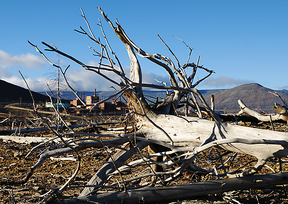 포토 JPG 해외이미지 공장 자연 건조 사람없음 야외 목재 환경 숲 언덕 부식 해외202004 해외포토 나무 재료 공업 생태계 파일형식 이미지허브