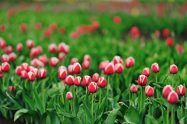 포토 JPG 해외이미지 식물 계절 공원 꽃잎 꽃 줄기 분홍색 꽃다발 백그라운드 잎 꽃무늬 밭 자연 휴가 발렌타인데이 선물 사랑 사람없음 장식 빨간색 초록색 여름 컬러풀 태양 우주 정원 맑음 보라색 봄 활발 튤립 벚꽃 축하 신선 생일 개화 우아함 내추럴 해외202004 해외포토 자연요소 공공시설 기념일 감정 컬러 컨셉 무늬 농업 데이이벤트 날씨 생태계 파일형식 이미지허브