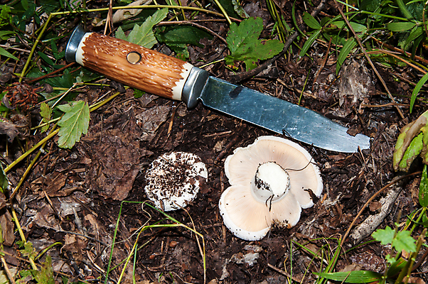 포토 JPG 해외이미지 식물 계절 음식 줄기 잎 재료 자연 털 사람없음 야외 컵 농작물 바구니 버섯 우유 성장 가을 흰색 시골 신선 보호 숲 먹기 질감 날것 곰팡이 식용 채식주의자 캡모자 해외202004 해외포토 모자_잡화 식기 컬러 컨셉 농업 모션 유제품 생태계 채식 파일형식 이미지허브