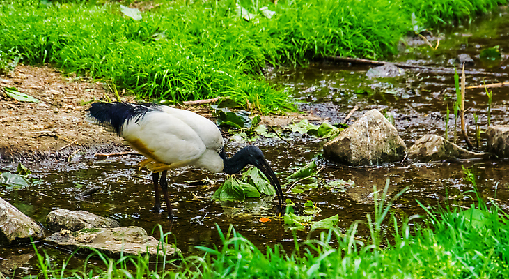 포토 JPG 해외이미지 동물 아시아 호수 야생동물 아프리카 조류 동물원 이집트 종류 동양인 사람없음 물 반려동물 강 검은색 흰색 개울 중앙 습지 깃털 신성 동쪽 이국적 해외202004 해외포토 자연요소 나라 컬러 인종 방향 파일형식 이미지허브