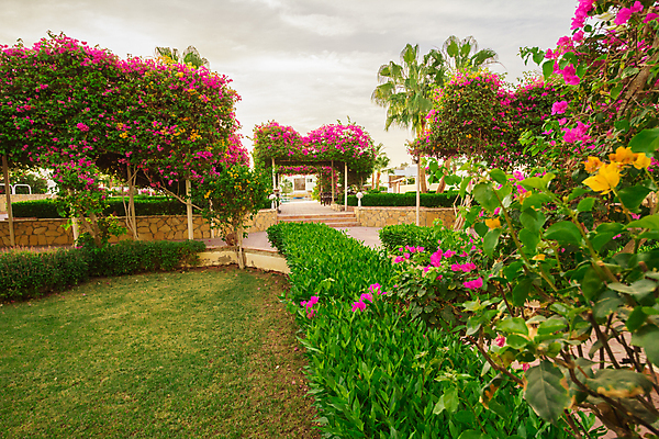 포토 JPG 해외이미지 구름 꽃잎 꽃 잎 하늘 이집트 풍경 잔디 사람없음 여름 야자수 태양 뜨거움 해외202004 해외포토 자연요소 나무 식물 계절 아프리카 파일형식 이미지허브