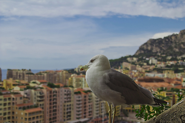 포토 JPG 해외이미지 유럽 바다 여행 요트 건축양식 하늘 산 풍경 사람없음 건물 물 여름 파란색 탑 항구 프랑스 도시 만 보트 재산 고급 지중해 카지노 휴양지 프랑스어 모나코 몬테카를로 해외202004 해외포토 자연요소 문자 건축물 계절 건축 나라 컬러 컨셉 배_교통 교통시설 금융 장소 도박 파일형식 이미지허브