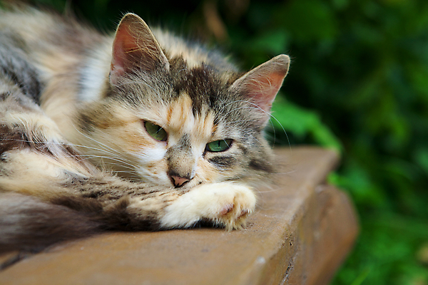 포토 JPG 해외이미지 동물 얼굴 야생동물 벤치 오렌지 가정 자연 털 동물원 사람없음 야외 초록색 여름 반려동물 갈색 귀여움 마을 고양이 시골 토끼 잠 입 달콤 작음 모피 귀 부드러움 동물상 해외202004 해외포토 계절 컬러 컨셉 의자 과일 포유류 신체부위 조형물 감각 맛 크기 생태계 파일형식 이미지허브