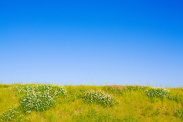 포토 JPG 해외이미지 식물 구름 계절 백그라운드 밭 자연 하늘 바람 날씨 파노라마 풍경 잔디 사람없음 야외 초록색 여름 파란색 빛 컬러풀 햇빛 농장 환경 정원 맑음 봄 활발 흰색 시골 신선 땅 밭일 생태학 수평선 해외202004 해외포토 자연요소 교육 컬러 컨셉 농업 촬영기법 태양 생태계 파일형식 이미지허브