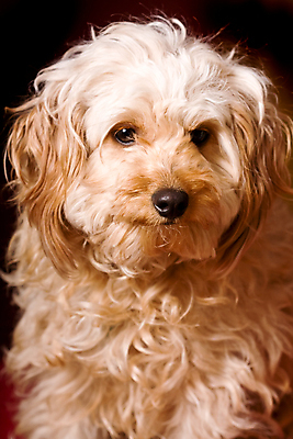 포토 JPG 해외이미지 동물 새끼 포즈 포유류 털 사람없음 반려동물 황금 양치기 개 강아지 작음 모피 푸들 솜털 송곳니 기르기 동반자 복종 지능 충실 해외202004 해외포토 직업 치아 크기 돌봄 파일형식 이미지허브