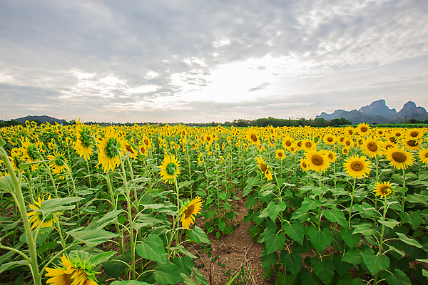 포토 JPG 해외이미지 식물 구름 꽃잎 꽃 백그라운드 잎 꽃밭 자연 해바라기 풍경 사람없음 초록색 여름 햇빛 노란색 정원 해외202004 해외포토 자연요소 계절 컬러 태양 생태계 파일형식 이미지허브