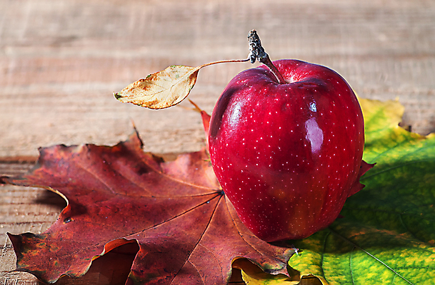 포토 JPG 해외이미지 나무 식물 음식 백그라운드 컨셉 단풍 잎 과일 자연 사람없음 목재 빨간색 초록색 농작물 컬러풀 노란색 가을 사과 10월 내추럴 엘리먼트 해외202004 해외포토 계절 컬러 농업 재료 날짜 생태계 파일형식 이미지허브