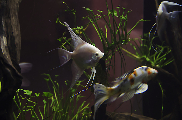 포토 JPG 해외이미지 식물 전통 디자인 옷 야생동물 백그라운드 패턴 오렌지 바지 자연 표면 휴식 어류 취미 사람없음 장식 물 파란색 빛 반려동물 청춘 컬러풀 유행 환경 수중 수영 어둠 침묵 전시 직물 도시 면 남색 질감 땀 탱크 캔버스 암초 수족관 커뮤니티 섬유 리빙 발견 그런지 아마존 옛날 터키석 생존 스타일 해외202004 해외포토 자연요소 동물 컬러 컨셉 무늬 과일 하의 수중동물 소리 수상스포츠 보석 생태계 파일형식 이미지허브