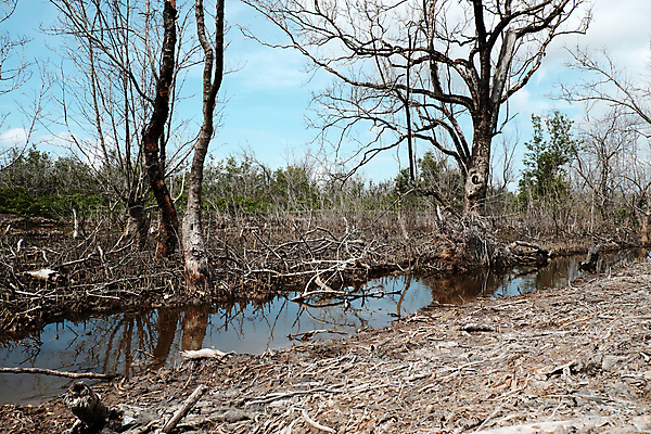 포토 JPG 해외이미지 나무 공원 아시아 백그라운드 자연 건조 동양인 풍경 사람없음 야외 가로 물 반사 환경 숲 남색 생태계 베트남 장면 내추럴 생태학 재앙 해외202004 해외포토 자연요소 식물 공공시설 교육 나라 컬러 인종 동남아시아 파일형식 이미지허브
