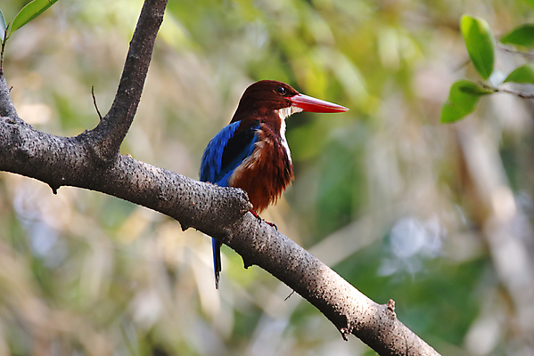 포토 JPG 해외이미지 나무 동물 여자 남자 아시아 얼굴 야생동물 백그라운드 날개 자연 조류 사람없음 야외 목재 가로 초록색 컬러풀 머리 환경 흰색 나뭇가지 막대기 닫기 숲 깃털 꼬리 부리 서식지 물총새 생태학 이국적 해외202004 해외포토 식물 교육 나라 컬러 재료 모션 사람 신체부위 생태계 파일형식 이미지허브