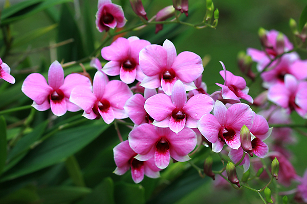 포토 JPG 해외이미지 식물 꽃잎 꽃 분홍색 꽃무늬 태국 자연 사람없음 초록색 컬러풀 활발 벚꽃 신선 그룹 난초 부드러움 호접란 내추럴 해외202004 해외포토 아시아 컬러 컨셉 무늬 감각 생태계 파일형식 이미지허브