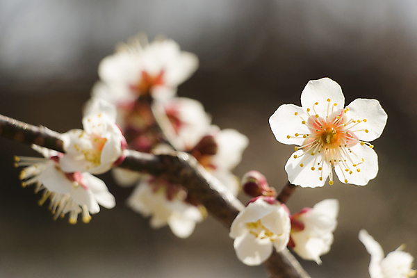 포토 JPG 해외이미지 식물 계절 꽃잎 꽃 백그라운드 꽃무늬 자연 새로움 사람없음 야외 여름 우주 정원 일본 봄 활발 벚꽃 흰색 나뭇가지 신선 개화 과수원 묘사 보케 부드러움 내추럴 해외202004 해외포토 나무 아시아 컬러 컨셉 무늬 농업 감각 생태계 파일형식 이미지허브