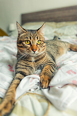 포토 JPG 해외이미지 동물 놀이 사람없음 반려동물 고양이 침대 강아지 해외202004 해외포토 가구 포유류 개 파일형식 이미지허브