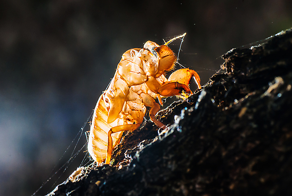 포토 JPG 해외이미지 나무 동물 야생동물 곤충 백그라운드 잎 날개 자연 추상 새로움 건조 사람없음 초록색 여름 컬러풀 갈색 환경 중국 소리 껍질 흰색 나뭇가지 죽음 닫기 확대 벌레 숲 피부 묘사 순환 나무껍질 애벌레 내추럴 기어가기 고립 변태 옛날 오싹 해외202004 해외포토 식물 계절 아시아 컬러 컨셉 무늬 모션 신체부위 생태계 파일형식 이미지허브