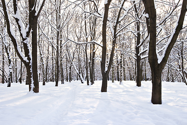포토 JPG 해외이미지 주간 나무 겨울 자연 사람없음 야외 눈 숲속 겨울풍경 해외202004 눈덮임 해외포토 자연요소 식물 계절 컨셉 날씨 풍경 숲 생태계 파일형식 이미지허브