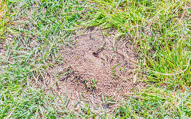 포토 JPG 해외이미지 동물 야생동물 모래 곤충 가족 자연 주택 건조 사람없음 건물 갈색 흙 시골 원형 구멍 보행로 확대 해충 둥지 작음 땅 언덕 먼지 커뮤니티 개미 원뿔 흙더미 깨짐 땅바닥 식민지 해외202004 해외포토 도형 건축물 길 컬러 컨셉 관계 바닥 벌레 크기 생태계 파일형식 더미 이미지허브