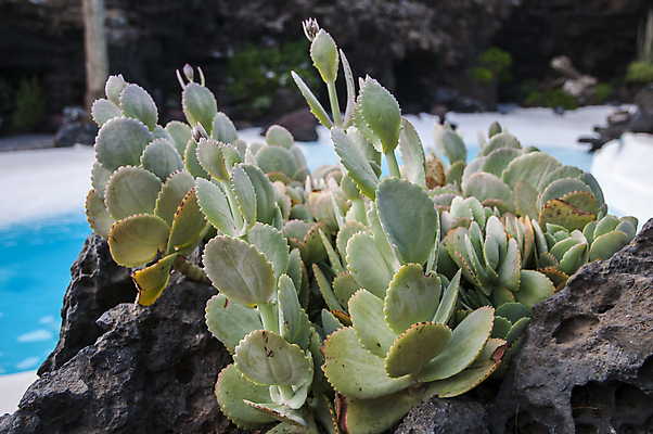 포토 JPG 해외이미지 식물 디자인 꽃 잎 꽃무늬 자연 사람없음 야외 초록색 여름 정원 성장 신선 해외202004 해외포토 계절 컬러 무늬 생태계 파일형식 이미지허브
