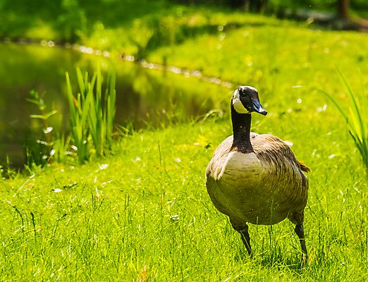 포토 JPG 해외이미지 동물 여자 남자 호수 얼굴 캐나다 조류 종류 성인 사람없음 물 강 갈색 검은색 미국 회색 흰색 깃털 백조 거위 물새 이국적 진실 해외202004 해외포토 자연요소 컬러 북아메리카 사람 신체부위 파일형식 이미지허브