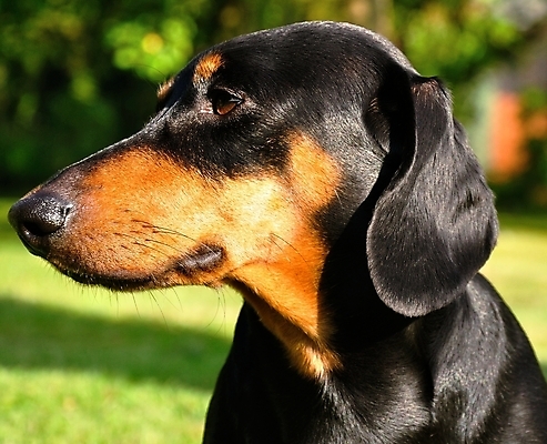 포토 JPG 해외이미지 동물 응시 공원 포즈 백그라운드 털 서기 앉기 잔디 사람없음 야외 초록색 반려동물 갈색 귀여움 정원 검은색 인사 기다림 개 달콤 강아지 선탠 작음 닥스훈트 부식 코 수의사 송곳니 기르기 유래 혼자 해외202004 해외포토 식물 시선 공공시설 컬러 컨셉 포유류 모션 신체부위 의사 예절 맛 치아 크기 돌봄 파일형식 이미지허브