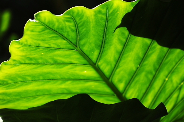 포토 JPG 해외이미지 식물 백그라운드 잎 자연 추상 사람없음 초록색 빛 환경 활발 성장 신선 묘사 유기농 생물학 내추럴 해외202004 해외포토 웰빙 교육 컬러 컨셉 무늬 생태계 파일형식 이미지허브