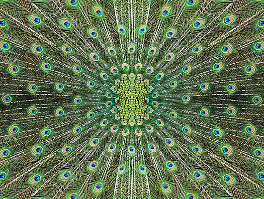 포토 JPG 해외이미지 백그라운드 패턴 자연 추상 사람없음 장식 초록색 파란색 컬러풀 노란색 활발 펼침 우아함 공작 깃털 질감 꼬리 대칭 해외202004 해외포토 컬러 컨셉 무늬 모션 조류 생태계 파일형식 이미지허브