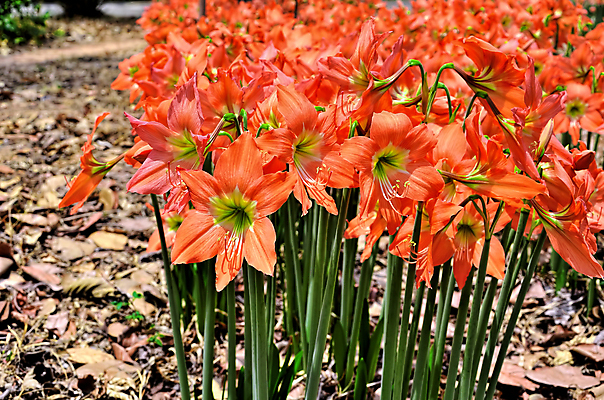 포토 JPG 해외이미지 전통 디자인 옷 아시아 종교 조각 백그라운드 패턴 바지 태국 표면 형상 사람없음 장식 파란색 청춘 조각상 숫자 유행 믿음 탑 바위 직물 도시 사찰 뱀 숲 악마 남색 성직자 승려 목사 질감 땀 섬유 수도원 그런지 사리탑 수녀원 숭배 신앙심 옛날 우화 철학 충실 스타일 해외202004 해외포토 문자 건축물 교육 감정 나라 컬러 컨셉 무늬 종교건축 파충류 하의 조형물 돌_바위 파일형식 이미지허브