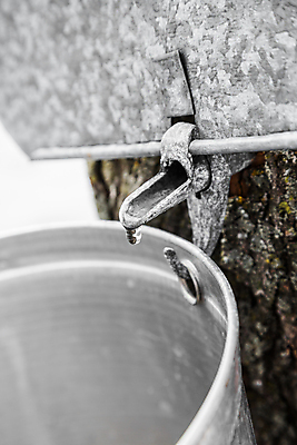 포토 JPG 해외이미지 나무 전통 계절 문화 단풍 캐나다 겨울 자연 사람없음 목재 농장 금속 봄 젖음 흐름 물방울 달콤 떨어짐 숲 설탕 수집 철 양동이 시럽 나무껍질 판잣집 해외202004 해외포토 식물 컨셉 잎 북아메리카 농업 재료 재질 주택 껍질 맛 생태계 파일형식 이미지허브