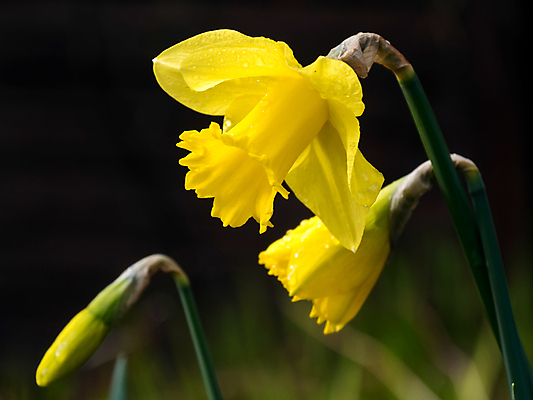 포토 JPG 해외이미지 식물 계절 꽃잎 꽃 백그라운드 자연 풍경 사람없음 가로 초록색 햇빛 노란색 봄 황금 슛 수선화 주인 내추럴 구성 영원 많음 해외202004 해외포토 컬러 컨셉 태양 생태계 파일형식 이미지허브