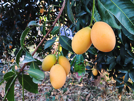 포토 JPG 해외이미지 나무 손 농업 과일 자연 사람없음 정원 신선 다발 망고 숙성 해외202004 해외포토 식물 산업 신체부위 열대과일 생태계 파일형식 이미지허브