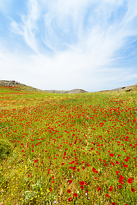 포토 JPG 해외이미지 식물 꽃 여행 자연 산 풍경 사람없음 여름 햇빛 봄 그리스 양귀비 그리스인 해외202004 해외포토 서양인 계절 유럽 태양 생태계 파일형식 이미지허브