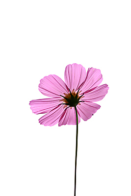 포토 JPG 해외이미지 식물 디자인 꽃 분홍색 백그라운드 컨셉 꽃무늬 패턴 태국 자연 벽지 추상 선물 미술 사람없음 장식 초록색 여름 빛 노란색 우주 맑음 봄 흰색 인사 신용카드 닫기 다발 만족 그림 데이지 엽서 공상 고립 엘리먼트 스타일 해외202004 해외포토 계절 감정 아시아 컬러 무늬 모션 날씨 문화예술 금융 예절 편지 생태계 파일형식 이미지허브